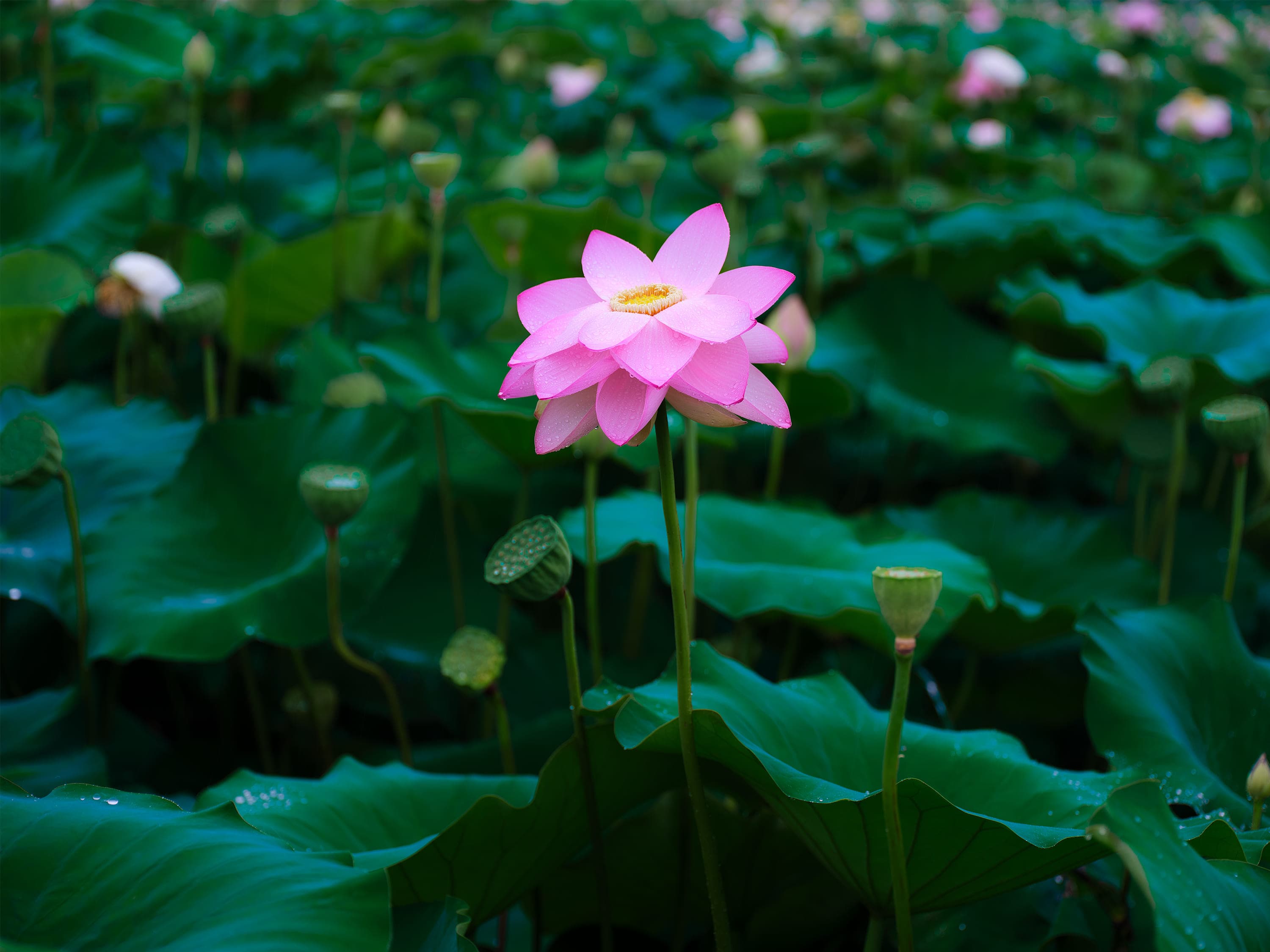 A single pink lotus flower in full bloom rising on its stem above a dense pond of broad green lotus leaves and seed pods.