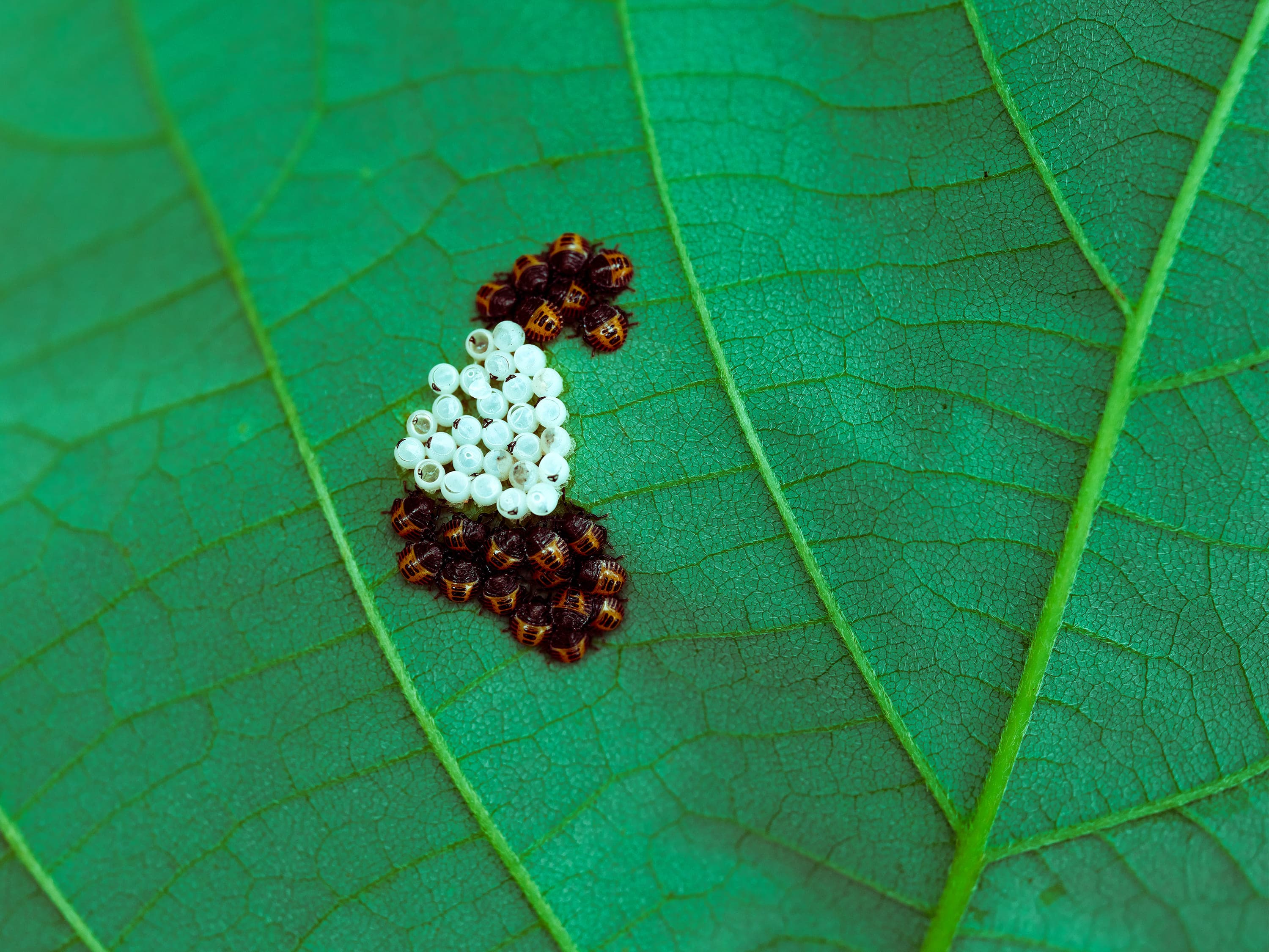 A cluster of pale, round insect eggs on a green leaf, surrounded by tiny newly hatched young with orange and black markings, the leaf's veins spreading across the frame.