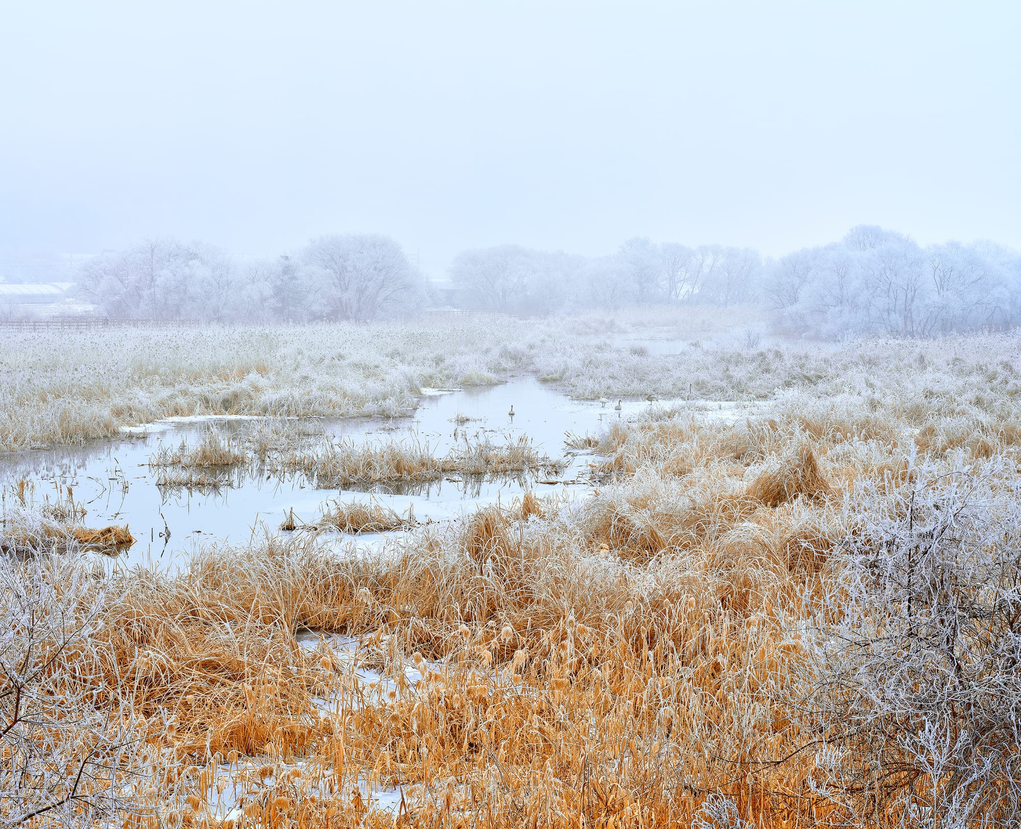 Hoarfrost on a branch in Gyeongancheon Wetland Ecological Park.